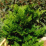 Chamaecyparis obtusa 'compacta'.png